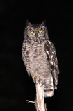 BIRD - OWL - EAGLE OWL - SPOTTED EAGLE OWL - KRUGER NATIONAL PARK SOUTH AFRICA (2).JPG