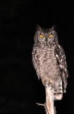 BIRD - OWL - EAGLE OWL - SPOTTED EAGLE OWL - KRUGER NATIONAL PARK SOUTH AFRICA (3).JPG