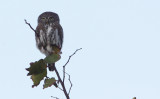 BIRD - OWL - PEARL-SPOTTED OWL - KHWAI CAMP OKAVANGO BOTSWANA (11).JPG