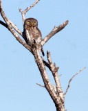 BIRD - OWL - PEARL-SPOTTED OWL - KRUGER NATIONAL PARK SOUTH AFRICA (3).JPG