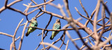 BIRD - PARROT - MEYERS PARROT - POICEPHALUS MEYERI - PLANET BAOBAB RESERVE KALAHARI.JPG