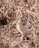 BIRD - PIPIT - AFRICAN GRASSVELD PIPIT - ANTHUS CINNAMOMEUS - KRUGER NATIONAL PARK SOUTH AFRICA (3).JPG