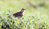 BIRD - PIPIT - LONG-BILLED PIPIT - ANTHUS SIMILIS - WEST COAST NATIONAL PARK SOUTH AFRICA.JPG