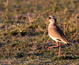 BIRD - PLOVER - CROWNED PLOVER OR LAPWING - KHWAI CAMP OKAVANGO BOTSWANA.JPG