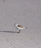 BIRD - PLOVER - WHITE-FRONTED PLOVER - CHARADRIUS MARGINATUS - BIRD ISLAND LAMBERTS BAY SOUTH AFRICA (4).JPG