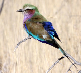 BIRD - ROLLER - LILAC-BREASTED ROLLER - ETOSHA NATIONAL PARK NAMIBIA (3).JPG