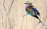 BIRD - ROLLER - LILAC-BREASTED ROLLER - ETOSHA NATIONAL PARK NAMIBIA (6).JPG