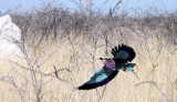 BIRD - ROLLER - LILAC-BREASTED ROLLER - ETOSHA NATIONAL PARK NAMIBIA (8).JPG