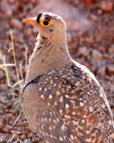 BIRD - SANDGROUSE - DOUBLE-BANDED SANDGROUSE - AUGRABIES FALLS SOUTH AFRICA (7).JPG