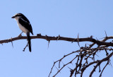 BIRD - SHRIKE - COMMON FISCAL SHRIKE - LANIUS COLLARIS - KGALAGADI NATIONAL PARK SOUTH AFRICA (7).JPG