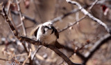 BIRD - SHRIKE - LESSTER GREY SHRIKE - LANIUS MINOR - ETOSHA NATIONAL PARK NAMIBIA (2).JPG
