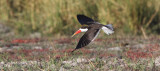BIRD - SKIMMER - AFRICAN SKIMMER - CHOBE NATIONAL PARK BOTSWANA (9).JPG