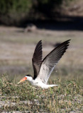 BIRD - SKIMMER - AFRICAN SKIMMER - RHYNCHOPS FLAVIROSTRIS - CHOBE NATIONAL PARK BOTSWANA.JPG