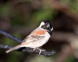 BIRD - SPARROW - CAPE SPARROW - PASSER MELANURUS - KAROO NATIONAL PARK SOUTH AFRICA (6).JPG