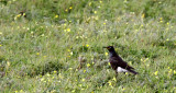 BIRD - STARLING - AFRICAN PIED STARLING - SPREO BICOLOR - WEST COAST NATIONAL PARK SOUTH AFRICA (2).JPG