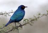 BIRD - STARLING - CAPE GLOSSY STARLING - IMFOLOZI NATIONAL PARK SOUTH AFRICA (6).JPG