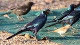 BIRD - STARLING - MEVES LONGTAILED STARLING - LAMPROTORNIS MEVESII - KRUGER NATIONAL PARK SOUTH AFRICA (4).JPG