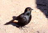 BIRD - STARLING - PALE-WINGED STARLING - ONYCHOGNATHUS NABOUROUP - AUGRABIES FALLS SOUTH AFRICA (6).JPG