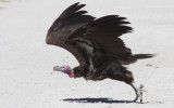 BIRD - VULTURE - LAPPET-FACED VULTURE - ETOSHA NATIONAL PARK NAMIBIA (12).JPG