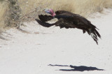 BIRD - VULTURE - LAPPET-FACED VULTURE - ETOSHA NATIONAL PARK NAMIBIA (14).JPG