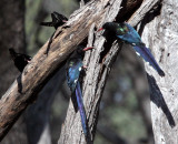 BIRD - WOOD-HOOPOE - GREEN REDBILLED WOOD HOOPOE - PHOENICULUS PURPUREUS - KHWAI CAMP OKAVANGO BOTSWANA.JPG