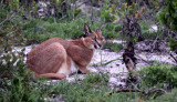 FELID - CARACAL - WEST COAST NATIONAL PARK SOUTH AFRICA (19).JPG