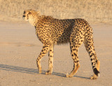 FELID - CHEETAH - KGALAGADI NATIONAL PARK SOUTH AFRICA (33).JPG