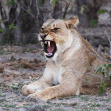 FELID - LION - AFRICAN LION - CHOBE NATIONAL PARK BOTSWANA (10).JPG