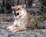 FELID - LION - AFRICAN LION - CHOBE NATIONAL PARK BOTSWANA (11).JPG