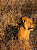 FELID - LION - AFRICAN LION - SICK ATTACKERS - ETOSHA NATIONAL PARK NAMIBIA (15).JPG