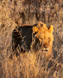 FELID - LION - AFRICAN LION - SICK ATTACKERS - ETOSHA NATIONAL PARK NAMIBIA (20).JPG