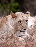 FELID - LION - AFRICAN LION - SOMS FIRST LION -  IMFOLOZI NATIONAL PARK SOUTH AFRICA (7).JPG