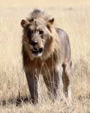 FELID - LION - AFRICAN LION - THREE MALES - ETOSHA NATIONAL PARK NAMIBIA (10).JPG