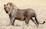 FELID - LION - AFRICAN LION - THREE MALES - ETOSHA NATIONAL PARK NAMIBIA (172).JPG