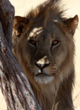 FELID - LION - AFRICAN LION - THREE MALES - ETOSHA NATIONAL PARK NAMIBIA (191).JPG