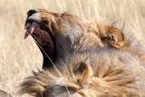 FELID - LION - AFRICAN LION - THREE MALES - ETOSHA NATIONAL PARK NAMIBIA (221).JPG