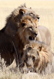 FELID - LION - AFRICAN LION - THREE MALES - ETOSHA NATIONAL PARK NAMIBIA (60).JPG