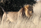 FELID - LION - KALAHARI BLACK-MANED LION - KALAHARI GEMSBOK NP (152).JPG