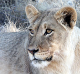 FELID - LION - KALAHARI BLACK-MANED LION - KALAHARI GEMSBOK NP (68).JPG