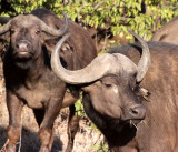 BOVID - BUFFALO - CAPE BUFFALO - KRUGER NATIONAL PARK SOUTH AFRICA (22).JPG