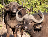 BOVID - BUFFALO - CAPE BUFFALO - KRUGER NATIONAL PARK SOUTH AFRICA (24).JPG