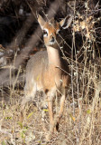 BOVID - DIK DIK - DAMARA DIK DIK - ETOSHA NATIONAL PARK NAMIBIA (4).JPG