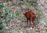 BOVID - DUIKER - RED DUIKER - SAINT LUCIA WETLANDS RESERVE - SOUTH AFRICA (6).JPG