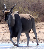 BOVID - ELAND - ETOSHA NATIONAL PARK NAMIBIA (23).JPG