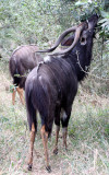 BOVID - NYALA - IMFOLOZI NATIONAL PARK SOUTH AFRICA.JPG