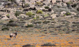 BOVID - ORYX - GEMSBOK - NAMAQUALAND - GOEGAP NATURE PRESERVE SOUTH AFRICA (6).JPG