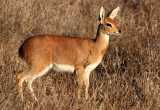 BOVID - STEENBOK - KRUGER NATIONAL PARK SOUTH AFRICA (24).JPG