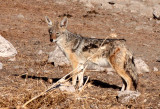 CANID - JACKAL - BLACK-BACKED JACKAL - ETOSHA NATIONAL PARK NAMIBIA (7).JPG