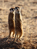 MUSTELID - MEERKAT - KALAHARI OR KGALAGADI GEMSBOK NP (110).JPG