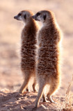 MUSTELID - MEERKAT - KALAHARI OR KGALAGADI GEMSBOK NP (133).JPG